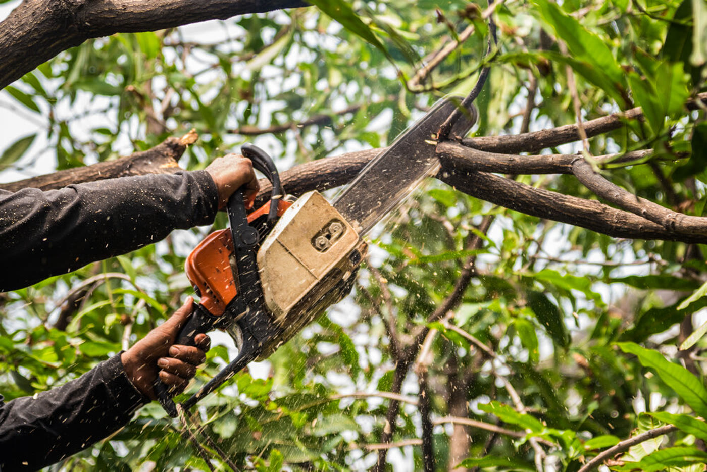 Close-up of a live branch being pruned in the canopy. Photo from Crawford Treecare.